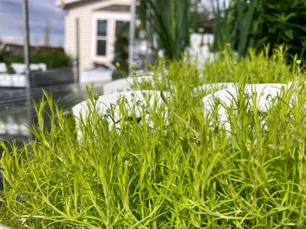 Scotch Moss