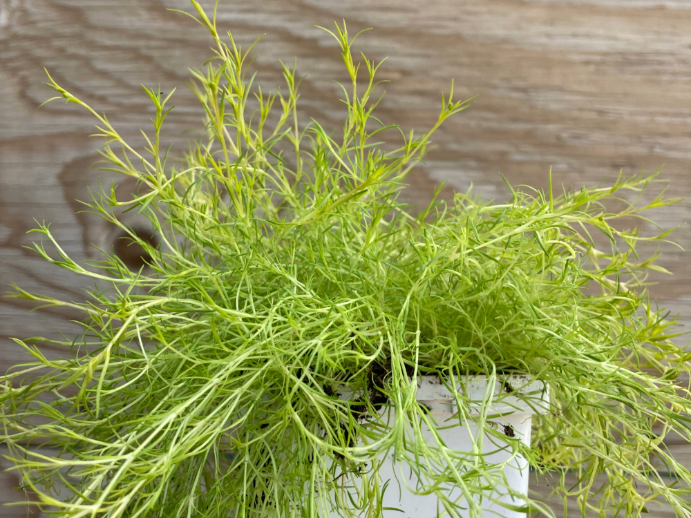 Scotch Moss