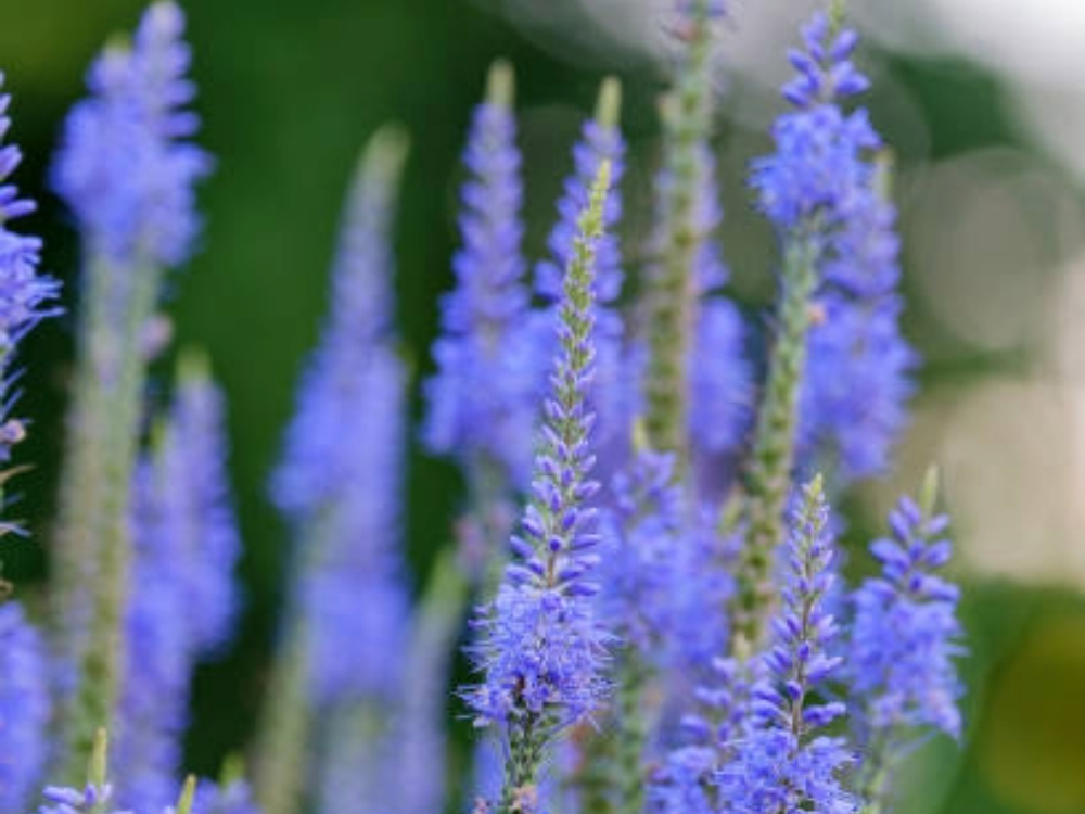 Speedwell