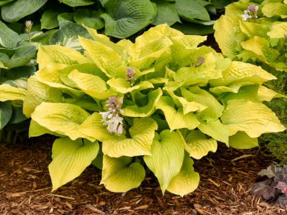 Hosta
