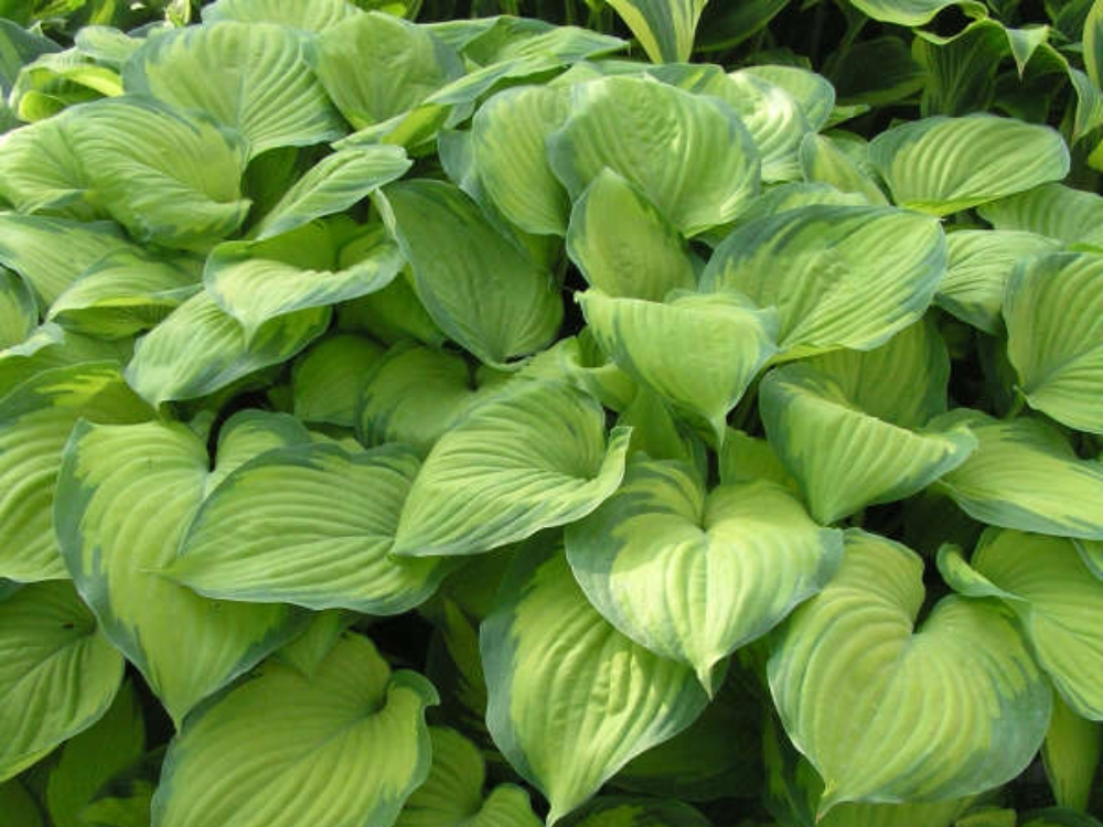 Hosta