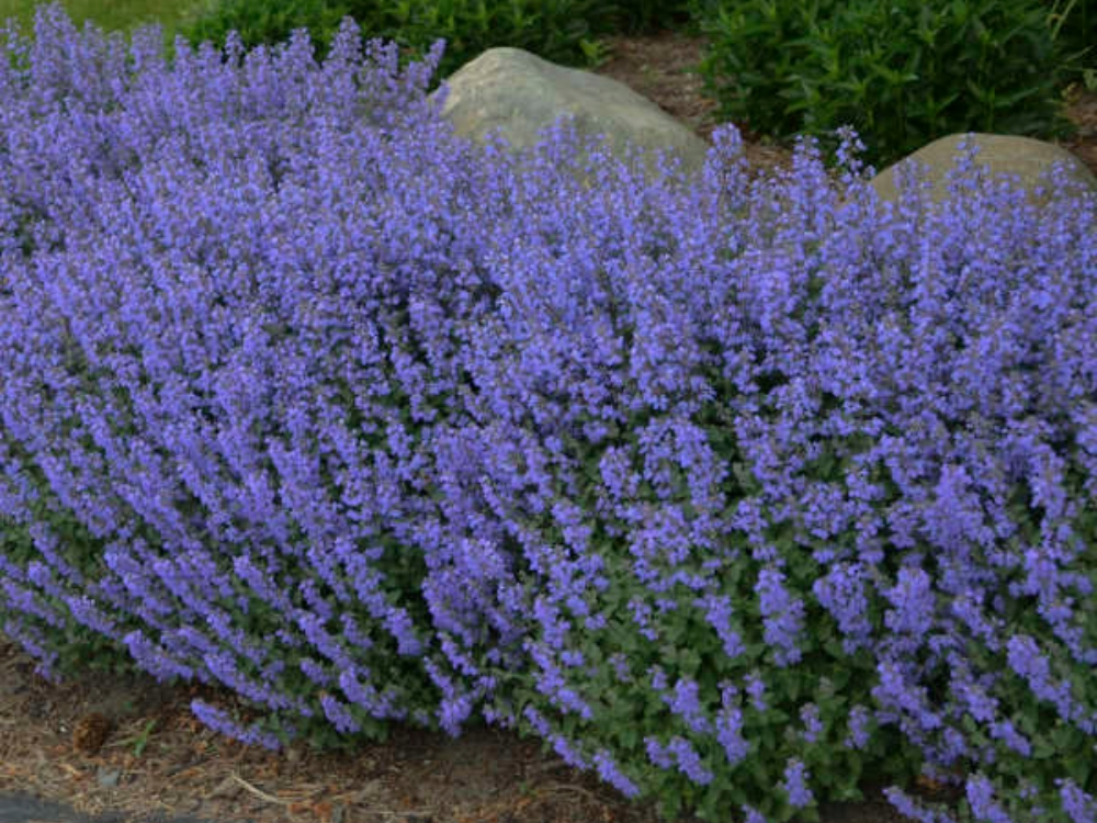 Catmint 