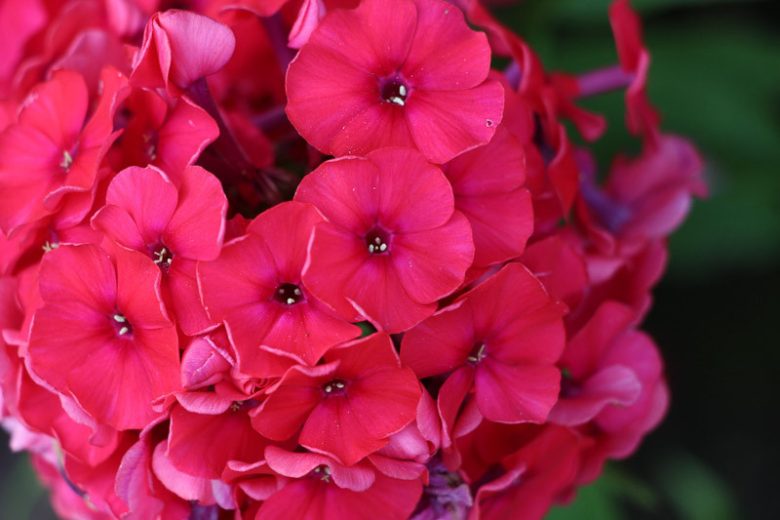 Phlox