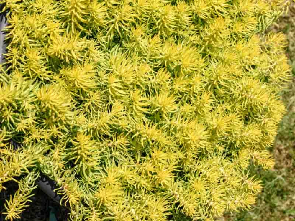 Stonecrop