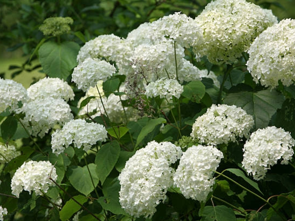 Hydrangeas