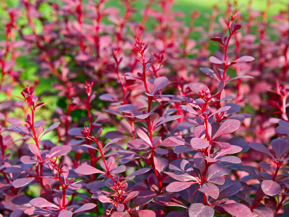 Barberry