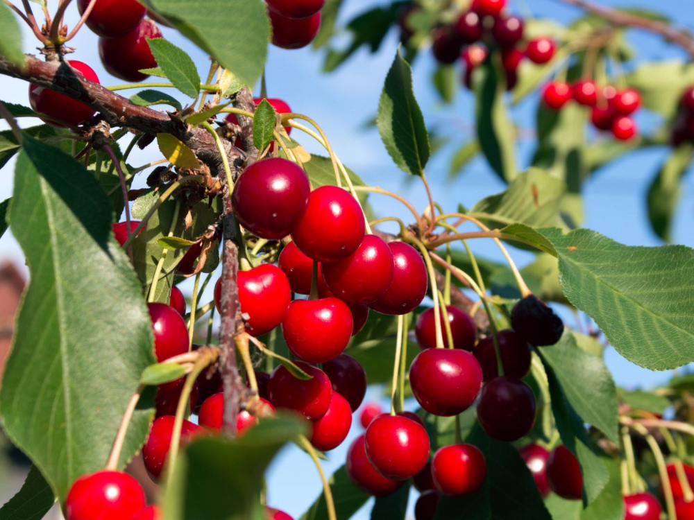 Cherry Trees