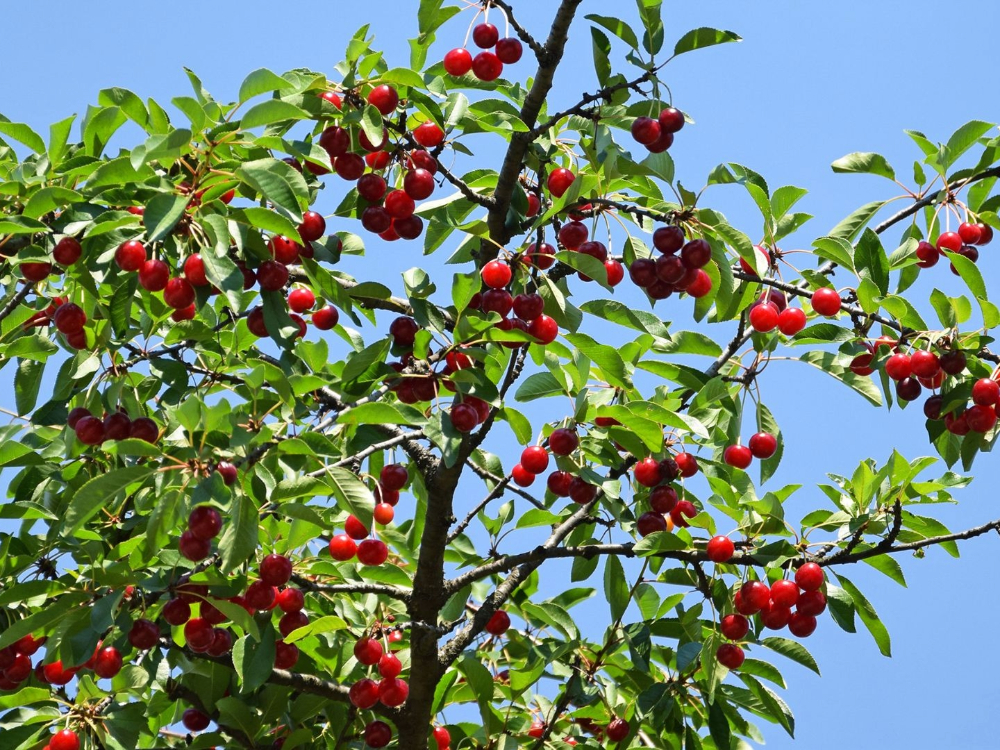 Cherry Trees