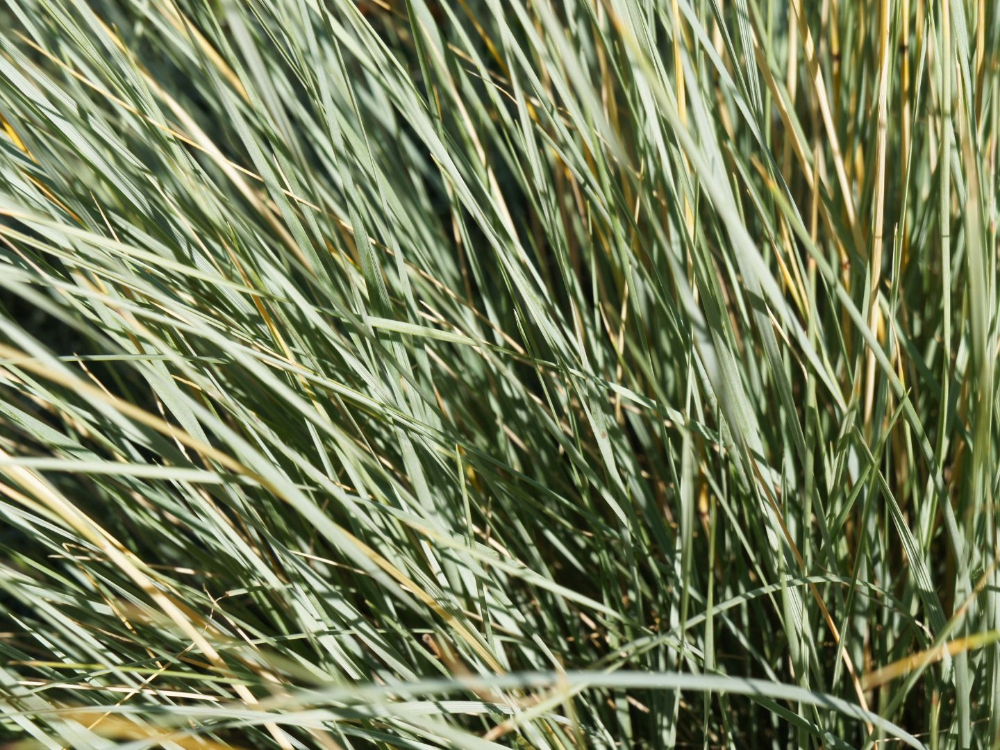 Blue Oat Grass