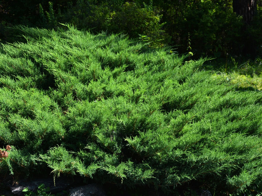 Junipers