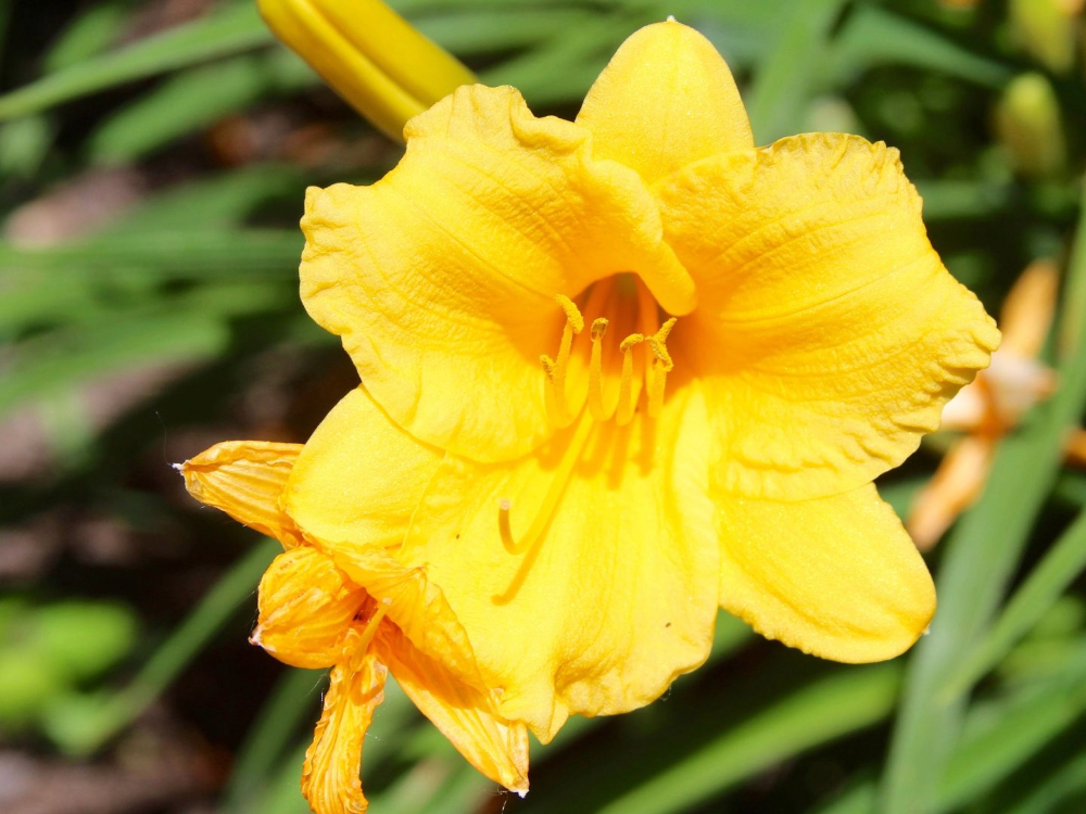 Daylily
