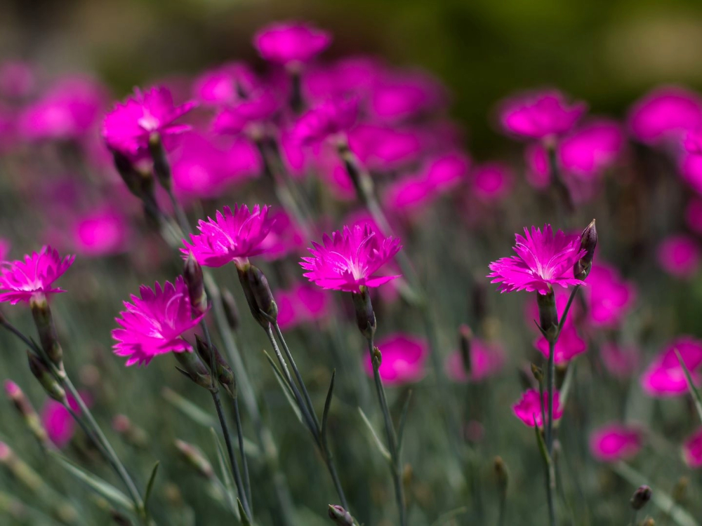 Dianthus