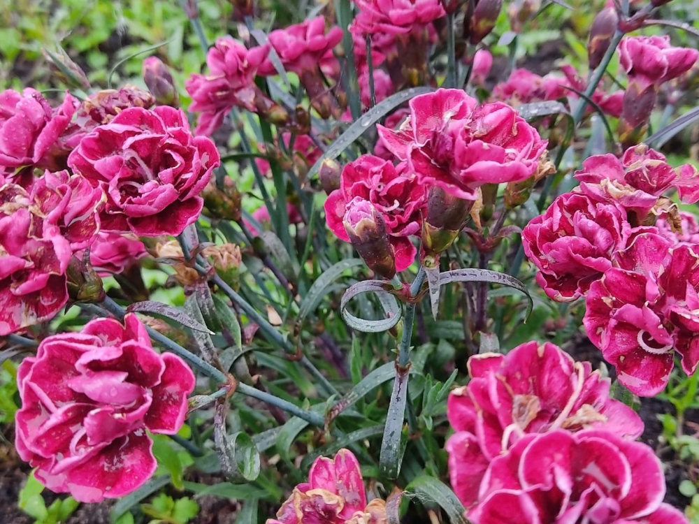 Dianthus