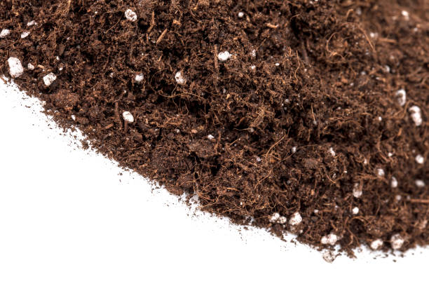 Peat Moss (with Perlite)