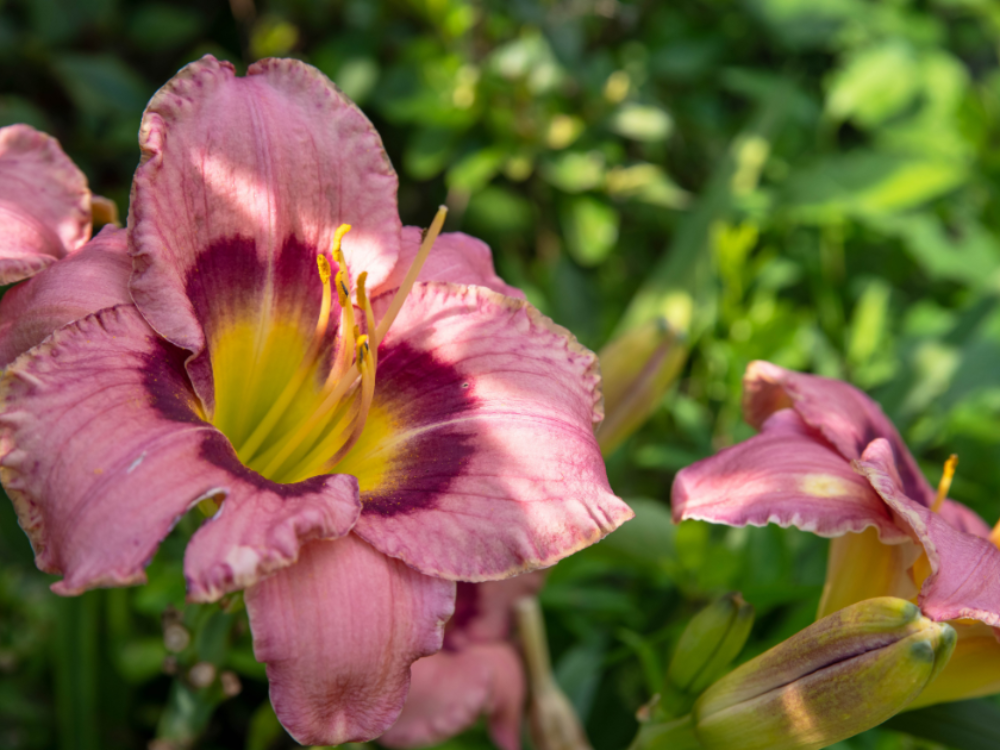 Daylily