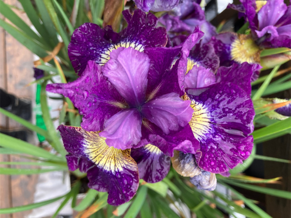 Iris