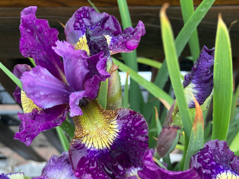 Iris