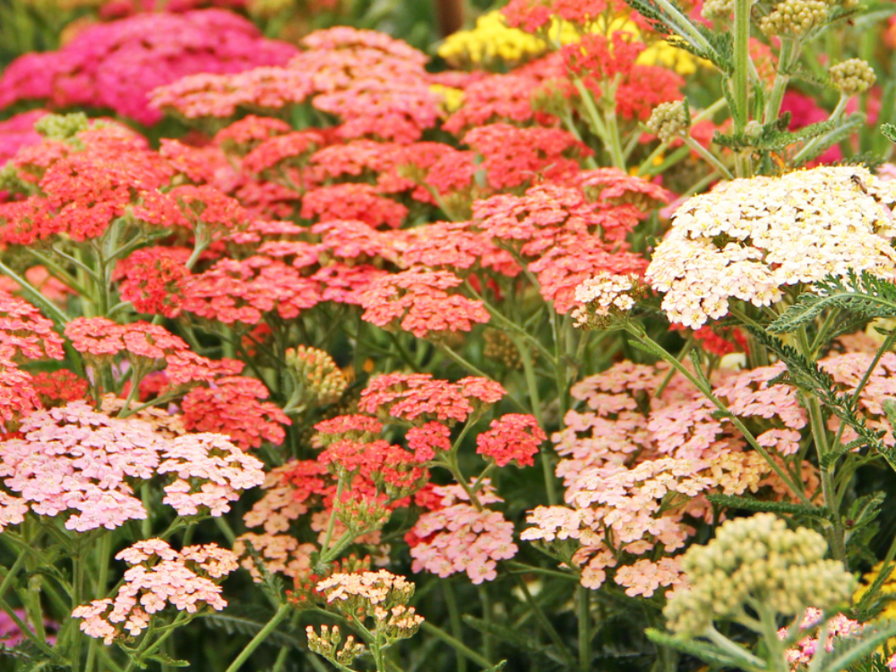 Yarrow