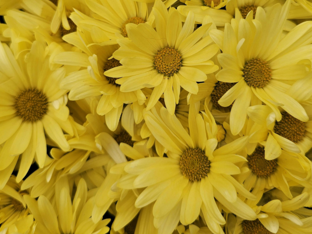Real Sunbeam Shasta Daisy