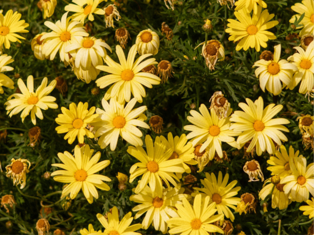 Real Sunbeam Shasta Daisy