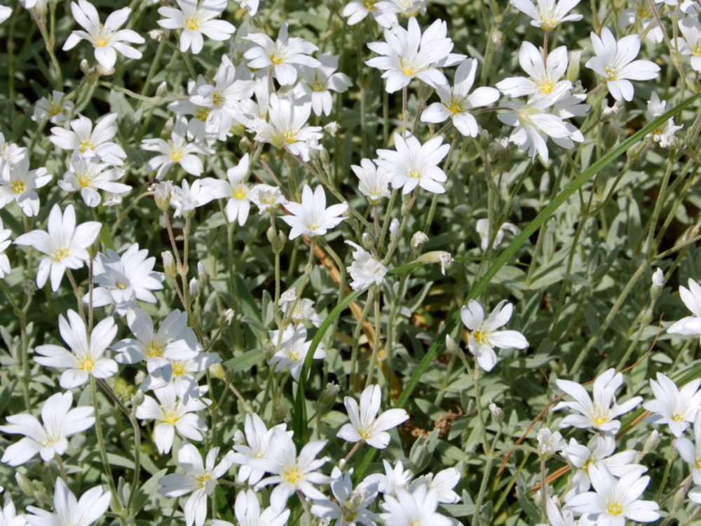 Snow-In-Summer