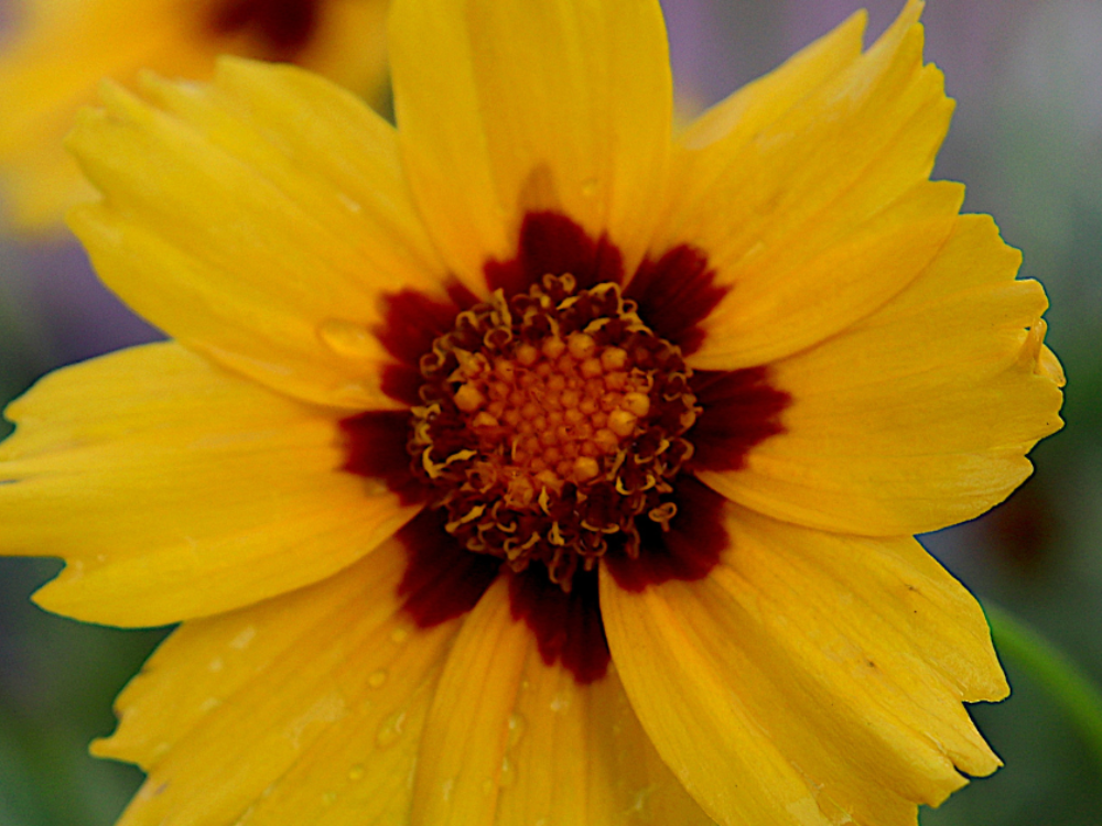 Tickseed