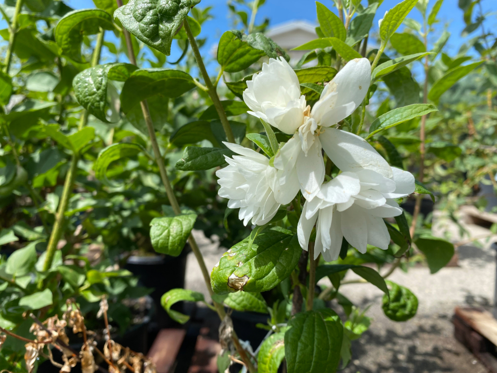 Snowbelle Mockorange