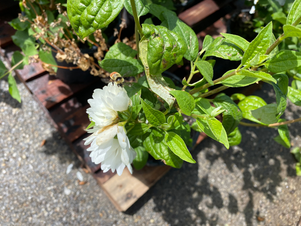 Snowbelle Mockorange