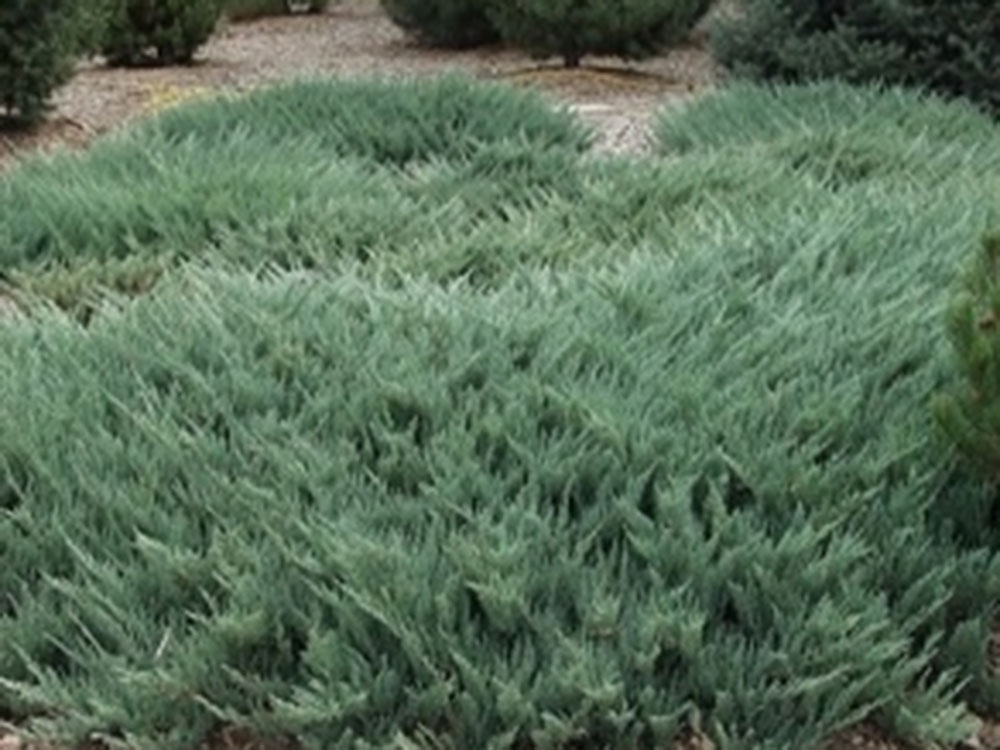 Blue Chip Juniper