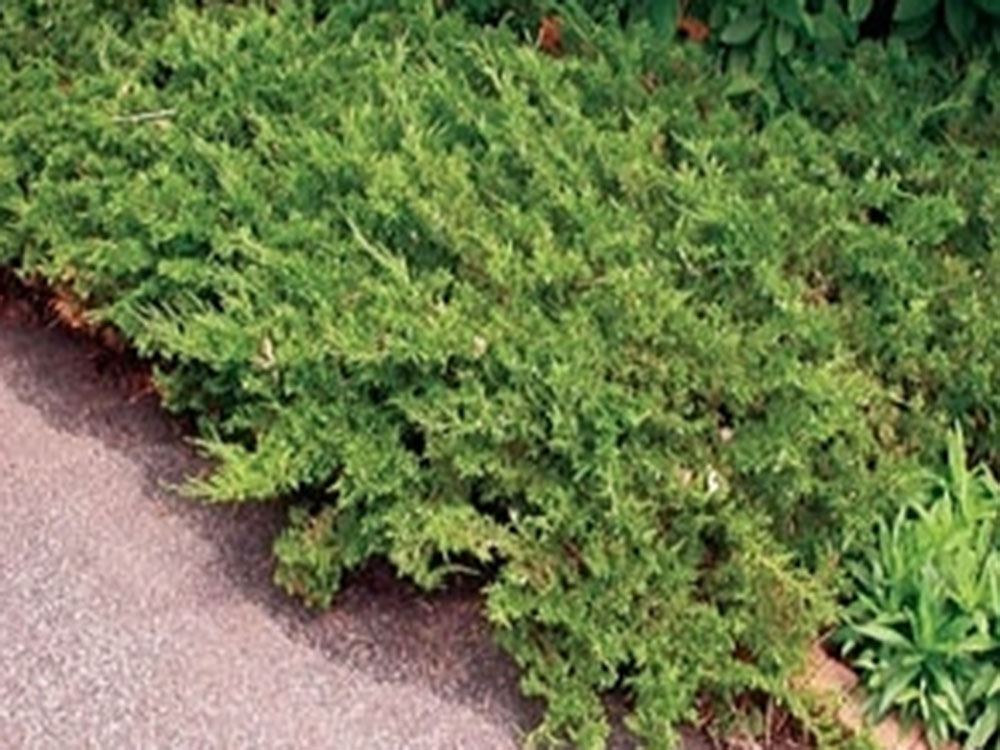 Buffalo Juniper