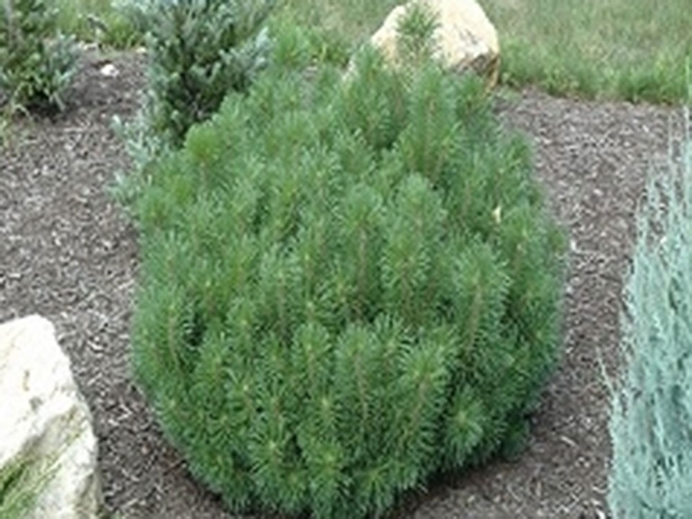 Dwarf Mugo Pine