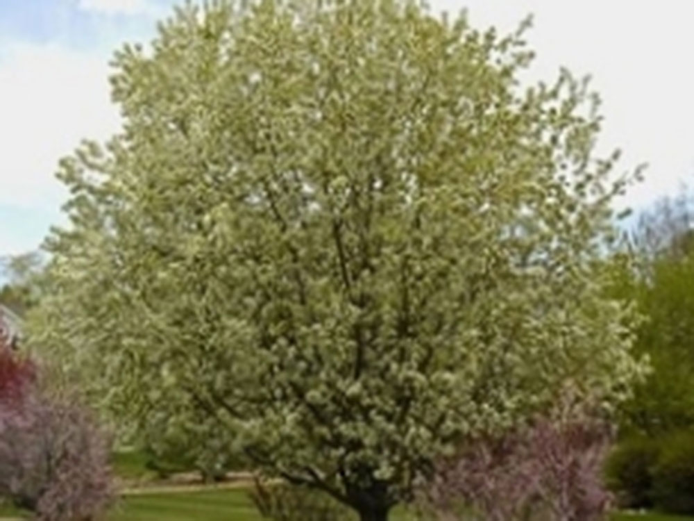 Spring Snow Crabapple