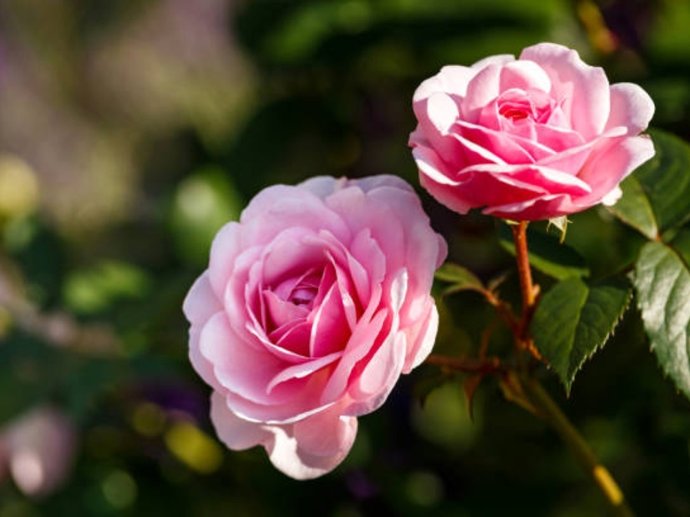 Roses