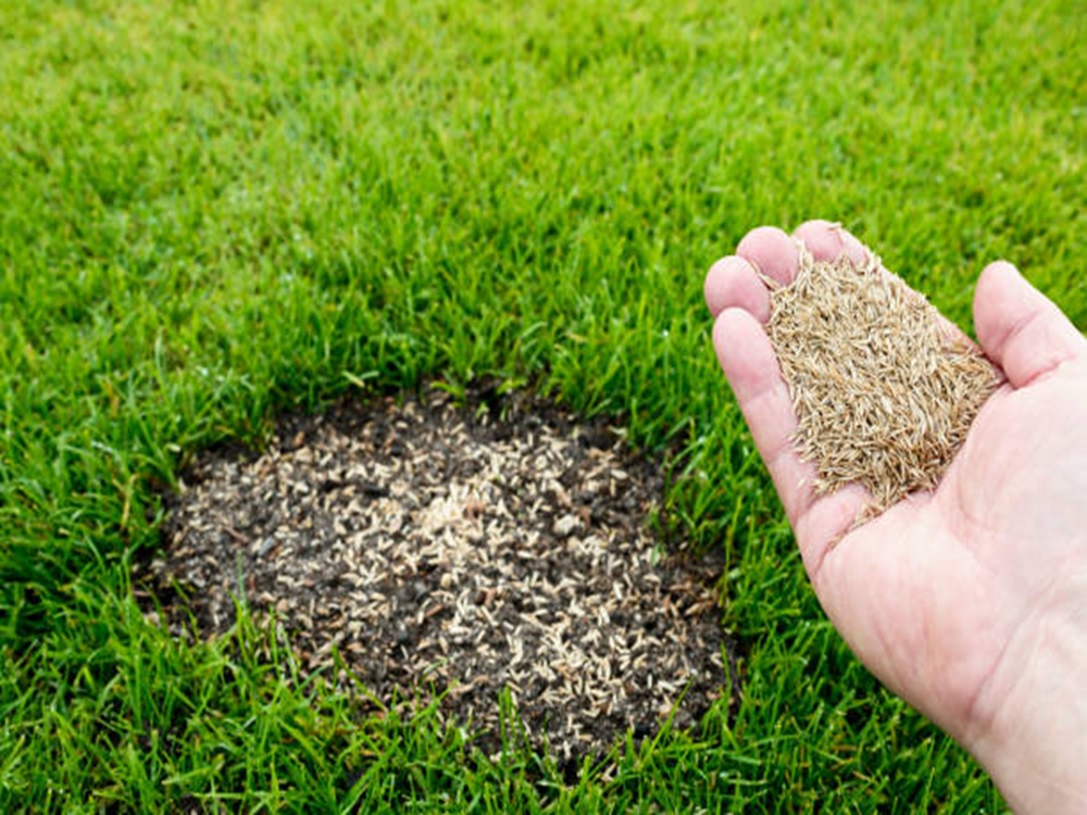 Grass Seed